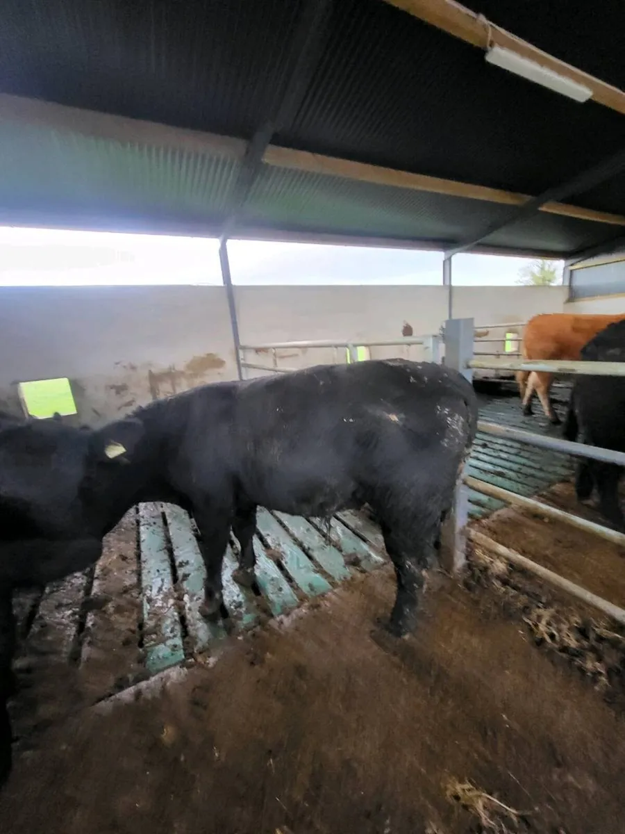 Elphin mart Monday, pd. Bull - Image 2