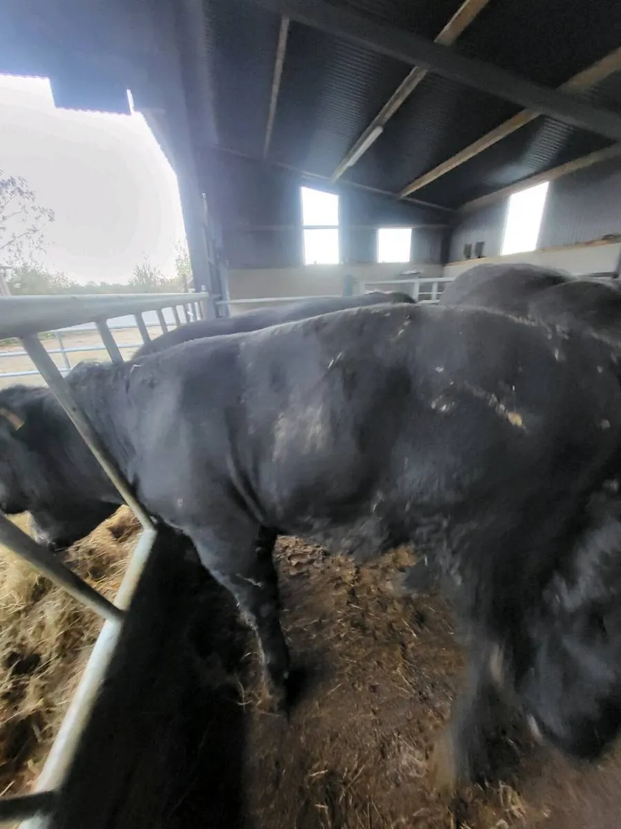 Elphin mart Monday, pd. Bull - Image 3