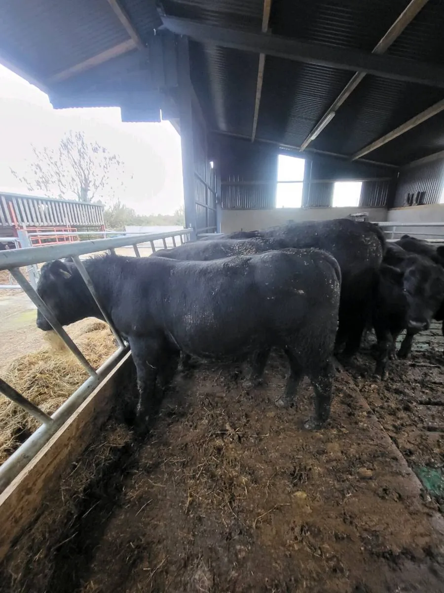 Elphin mart Monday, pd. Bull - Image 1