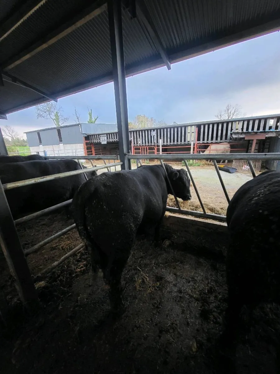 Elphin mart Monday, pd. Bull - Image 4