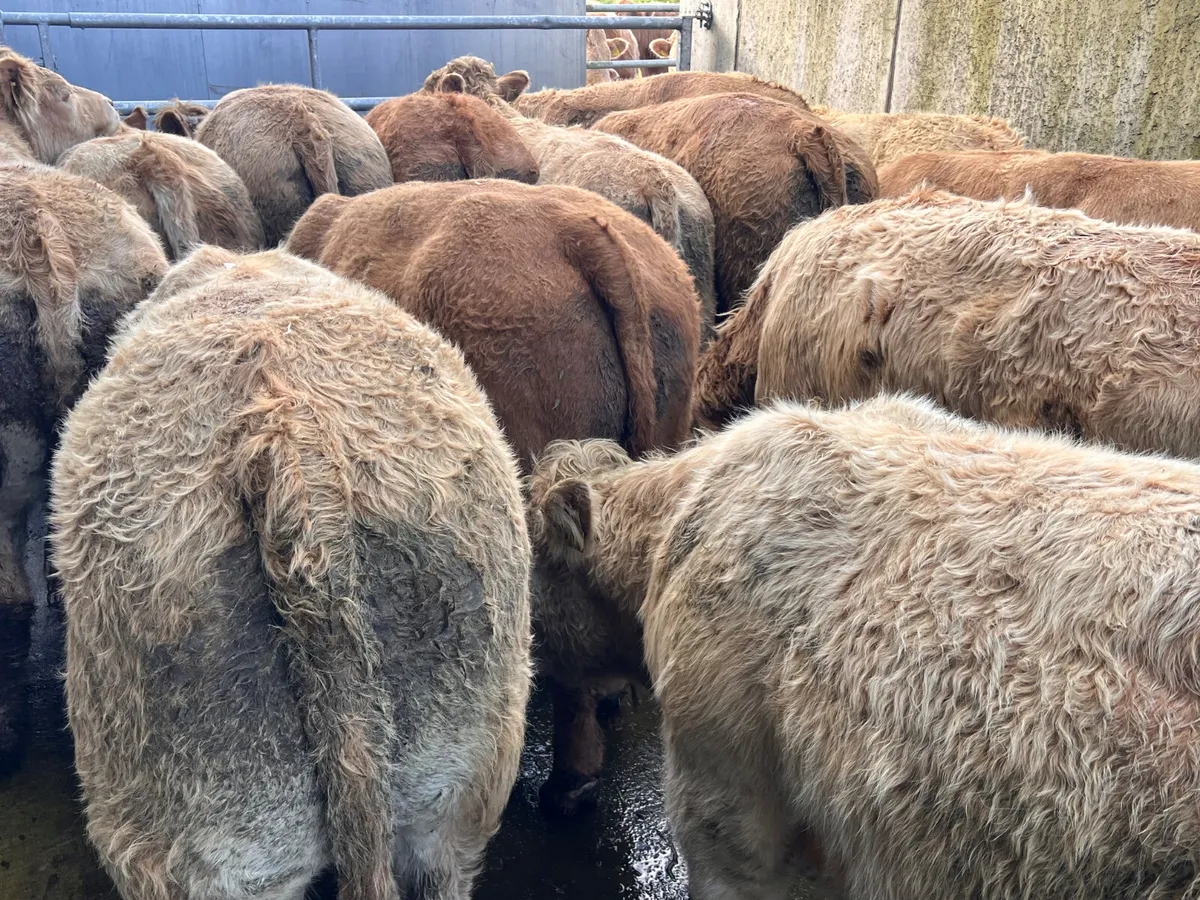 500kg Super Charolais Bullocks - Image 3