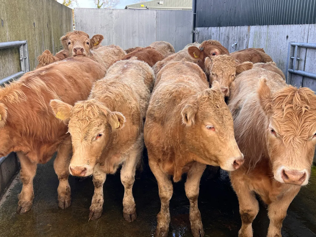 500kg Super Charolais Bullocks - Image 2