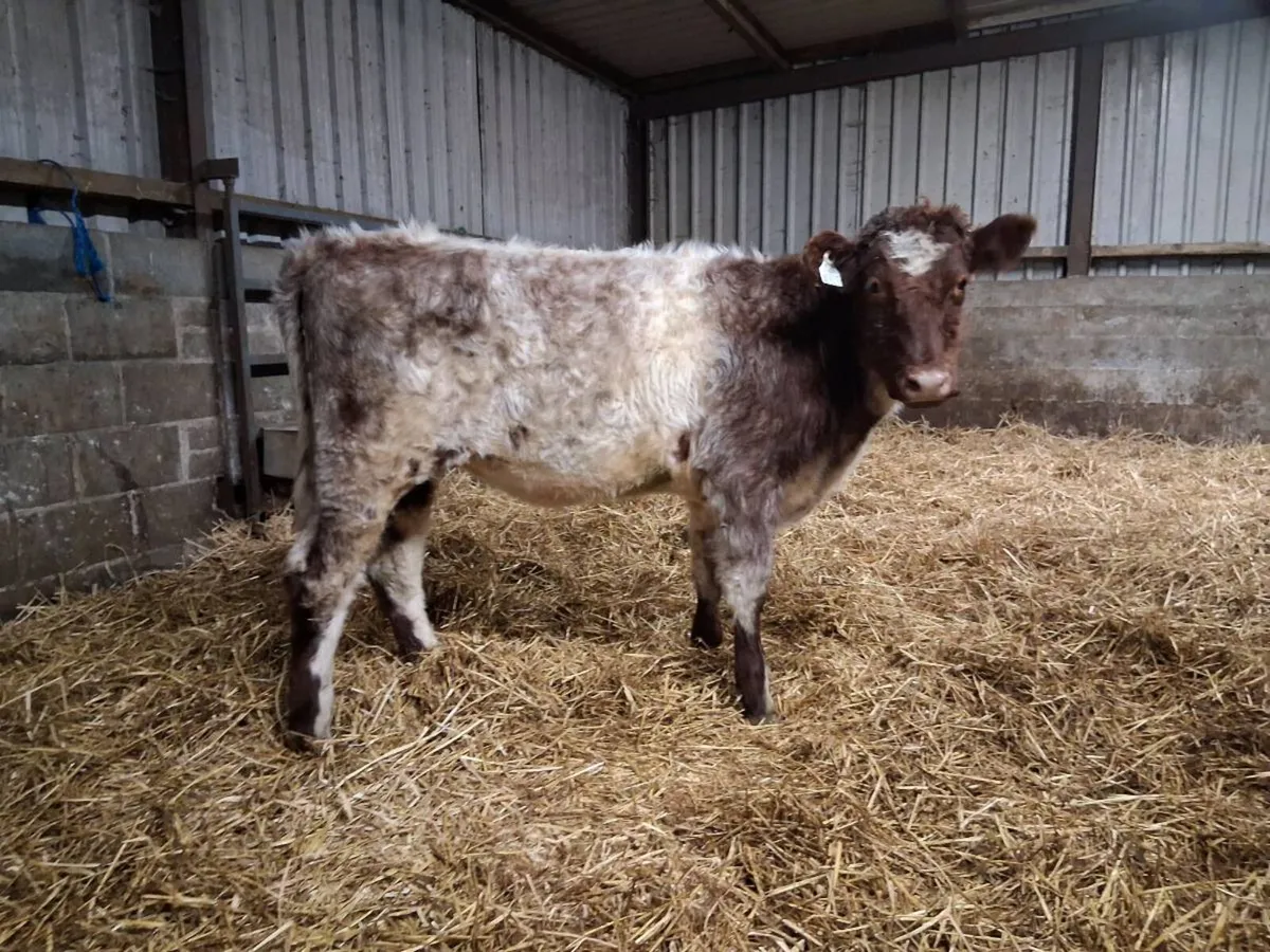 💥SHORTHORN HEIFER💥 - Image 1
