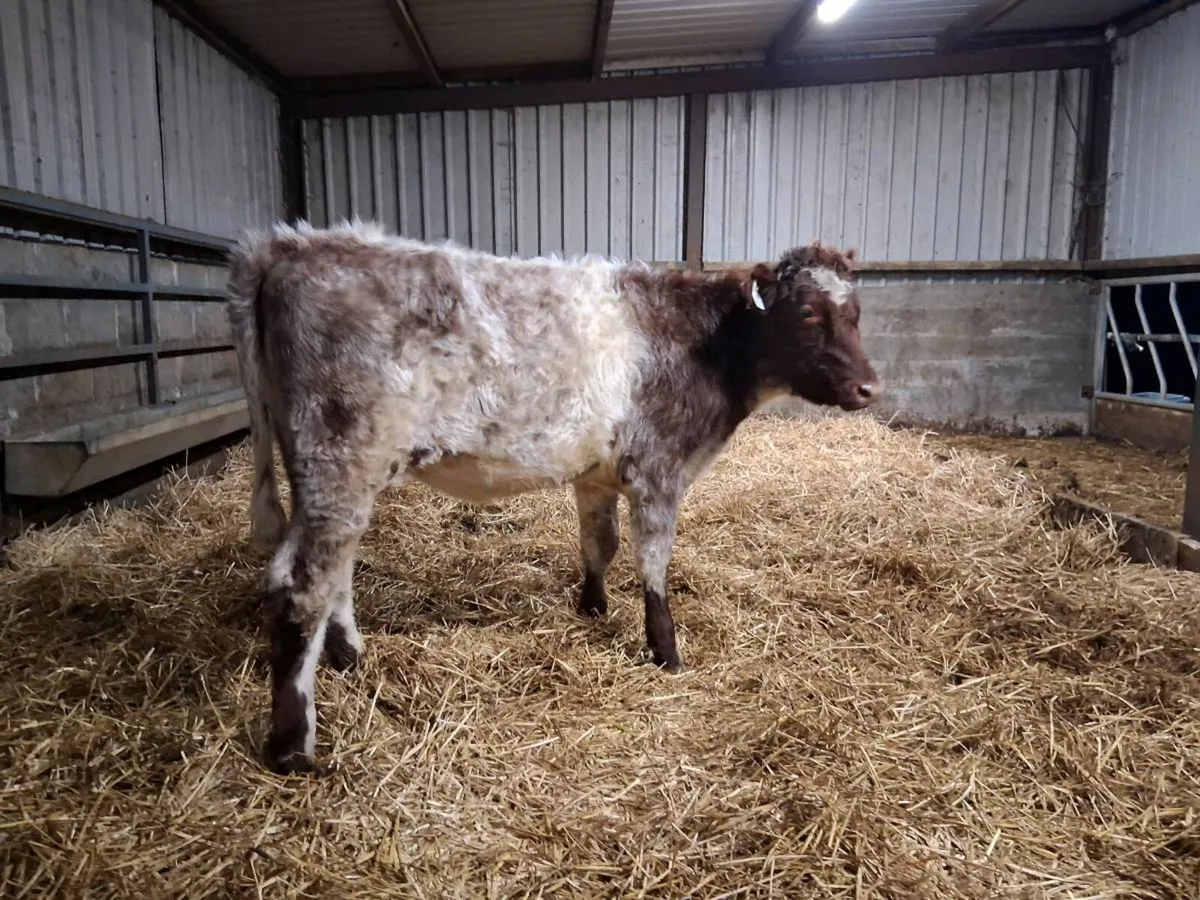 💥SHORTHORN HEIFER💥 - Image 3