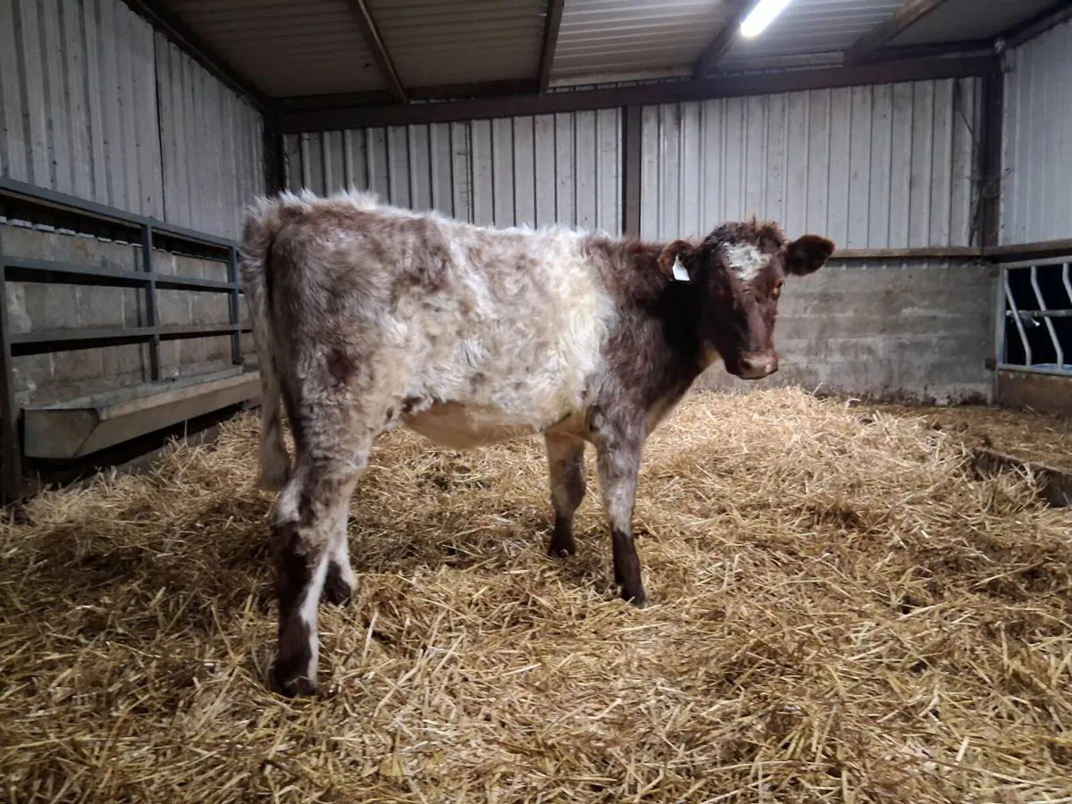 💥SHORTHORN HEIFER💥 - Image 2