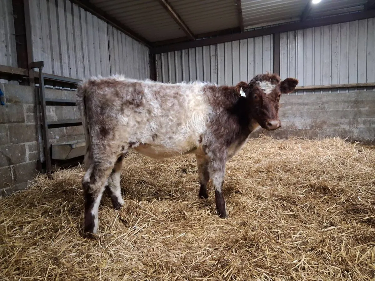 💥SHORTHORN HEIFER💥 - Image 4