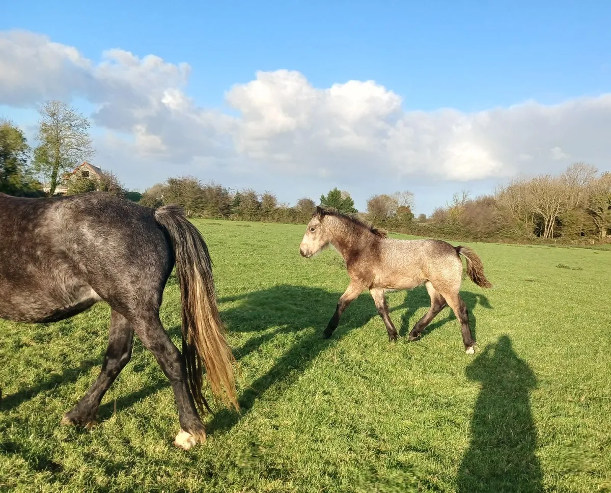 Golden dun filly foal for sale in Clare for €1,234 on DoneDeal