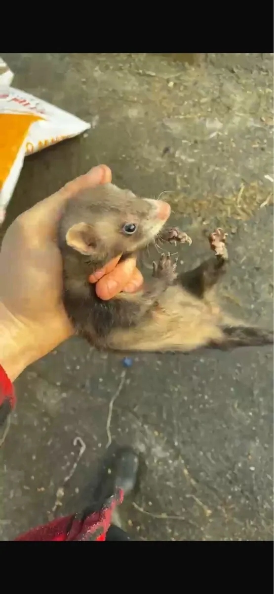 Mk3 ferret locater box and female kit 4 months old - Image 4