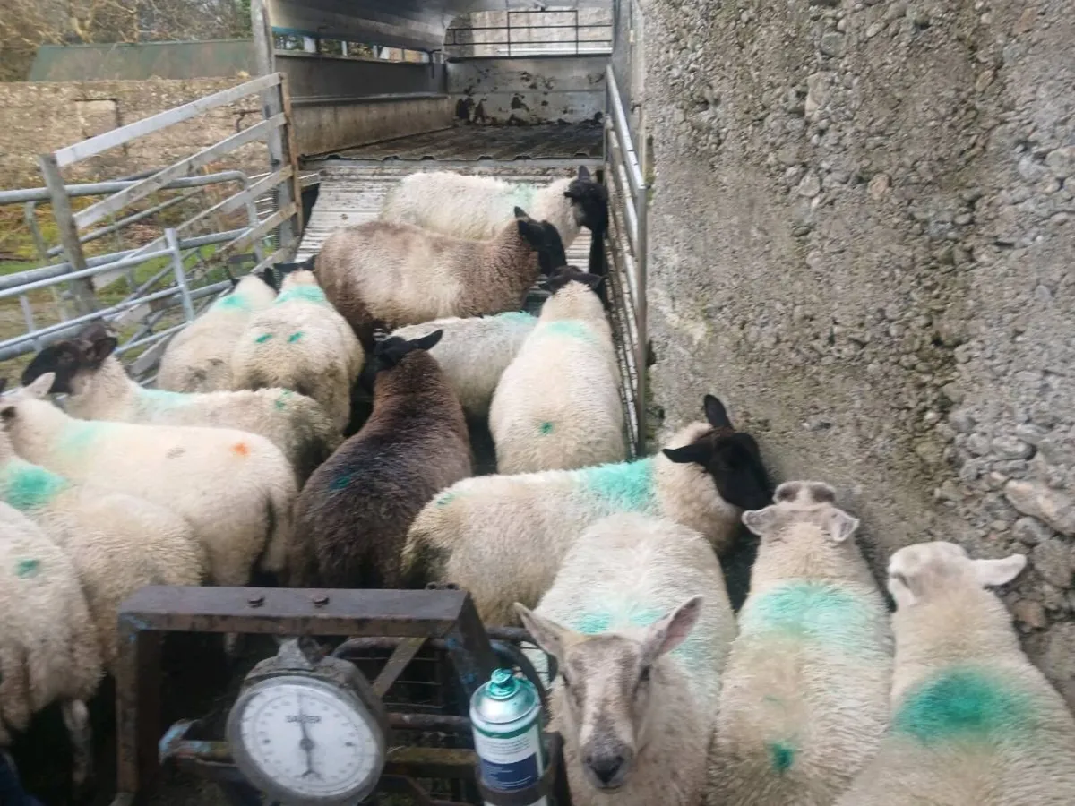 Ewe lambs - Image 1
