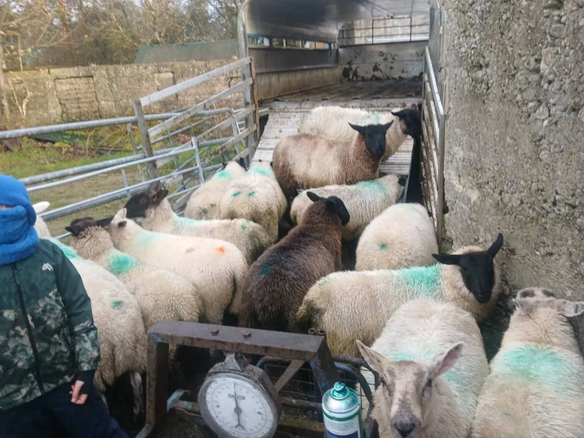 Ewe lambs - Image 2