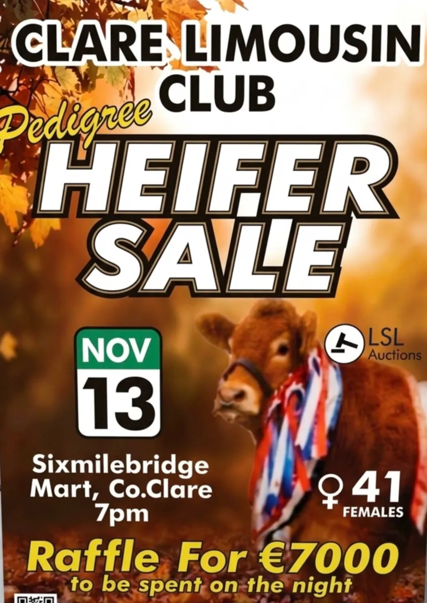 🔥 41 pedigree limousin heifers 🔥 - Image 1