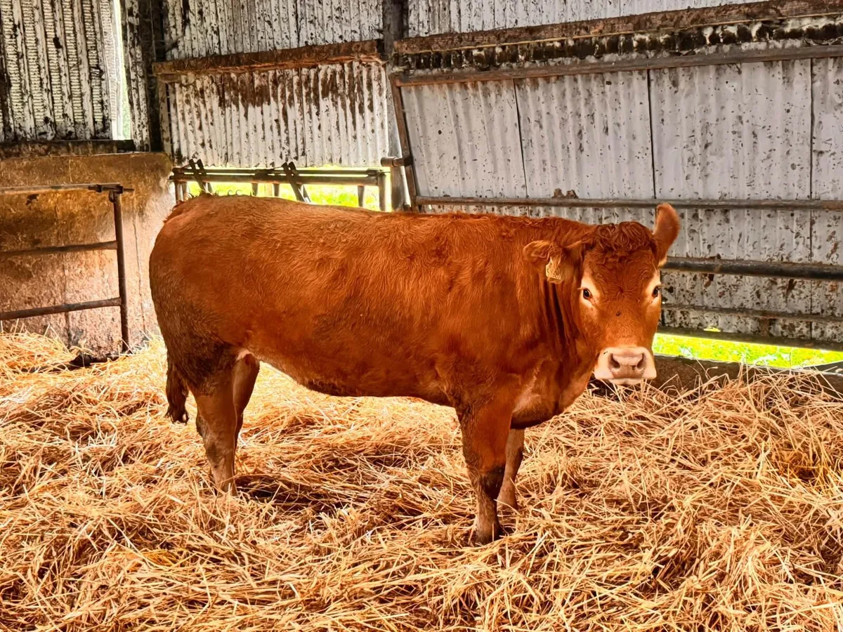 🔥 41 pedigree limousin heifers 🔥 - Image 2