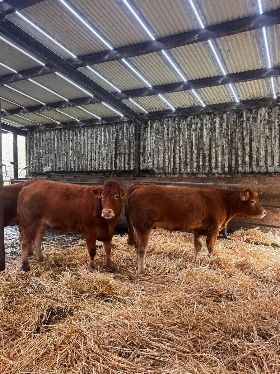 🔥 41 pedigree limousin heifers 🔥 - Image 3