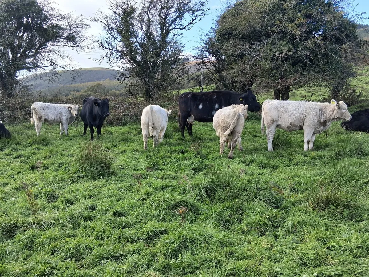 Full Symbol Organic weanlings - Image 1