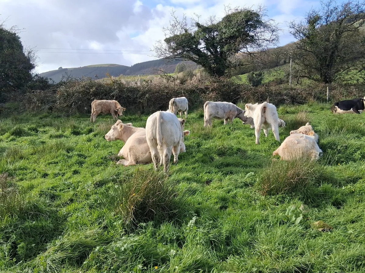 Full Symbol Organic weanlings - Image 2
