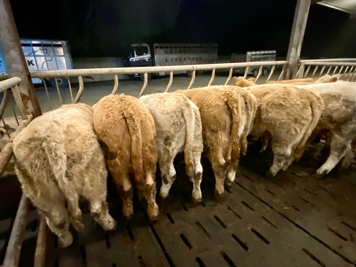 350kg • Super Charolais Heifers - Image 4