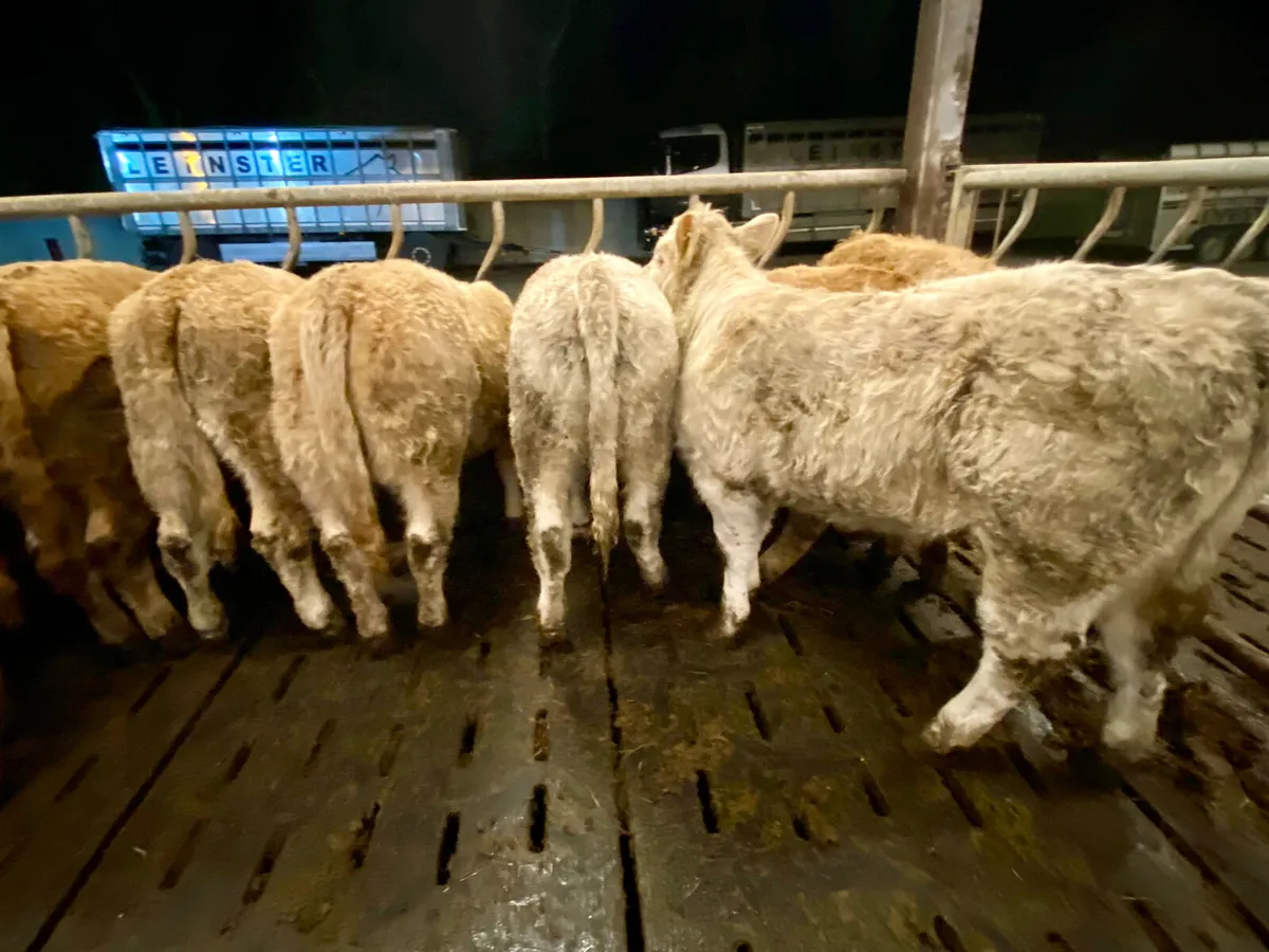 350kg • Super Charolais Heifers - Image 3
