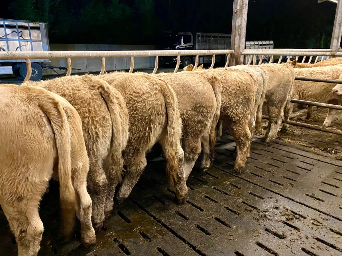 350kg • Super Charolais Heifers - Image 1