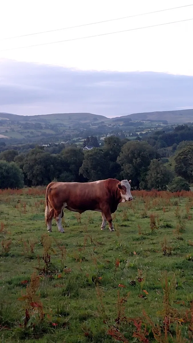 Simmental Bull - Image 1