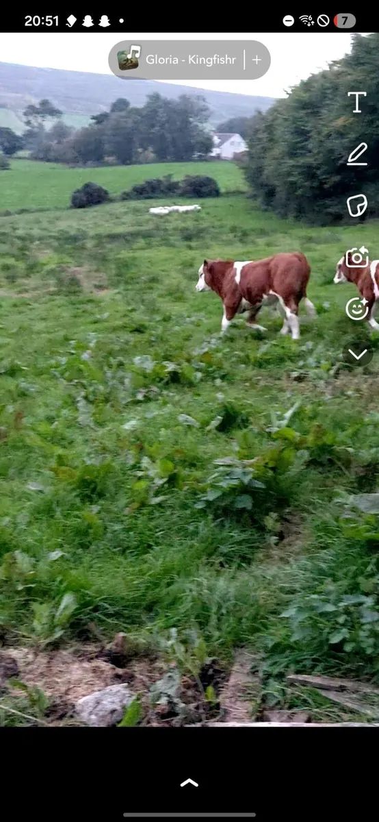 Simmental Bull - Image 3
