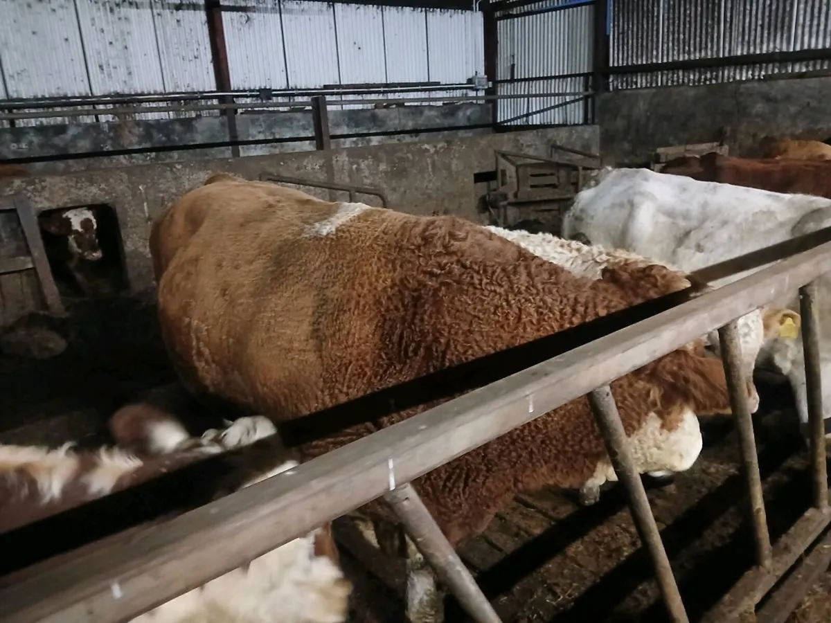 Simmental Bull - Image 4
