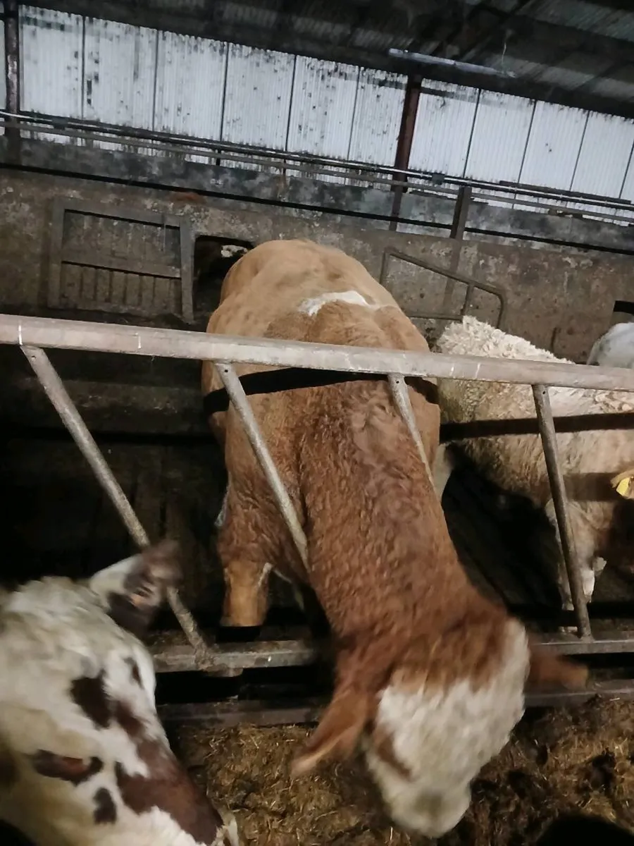 Simmental Bull - Image 2