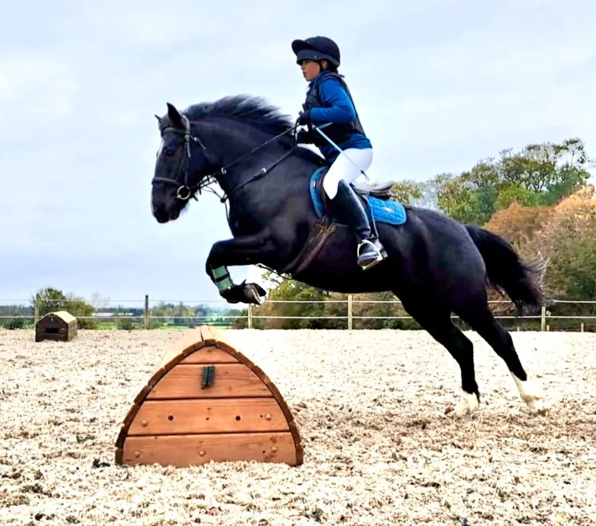 Pony Club 14hh Allrounder. - Image 3