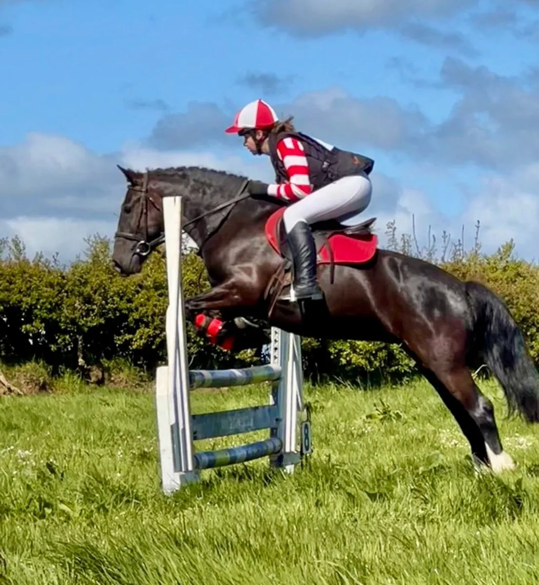 Pony Club 14hh Allrounder. - Image 1