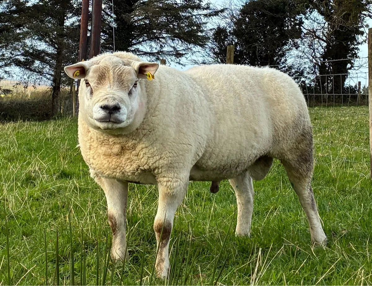 Texel Ram - Image 1