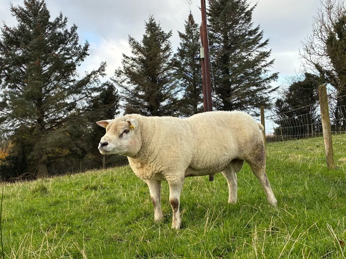 Texel Ram - Image 2