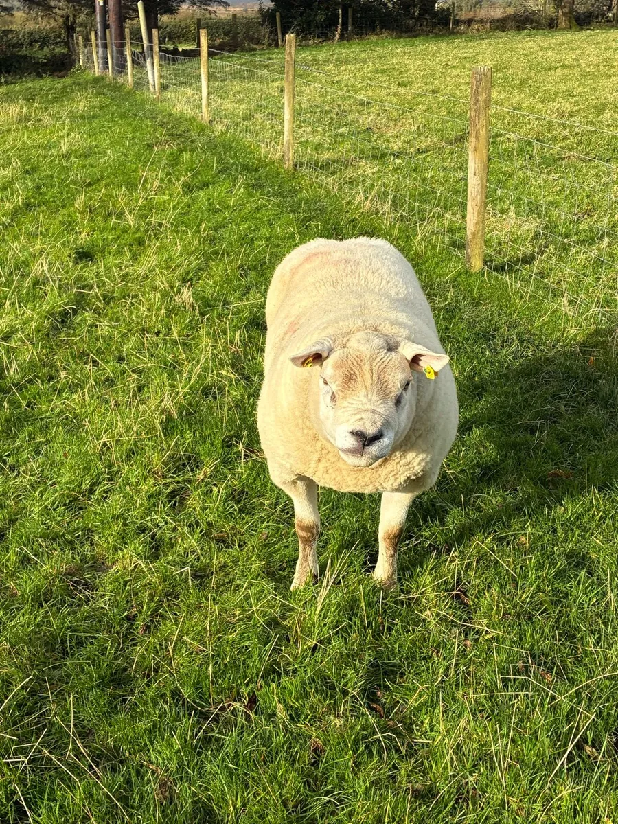 Texel Ram - Image 3
