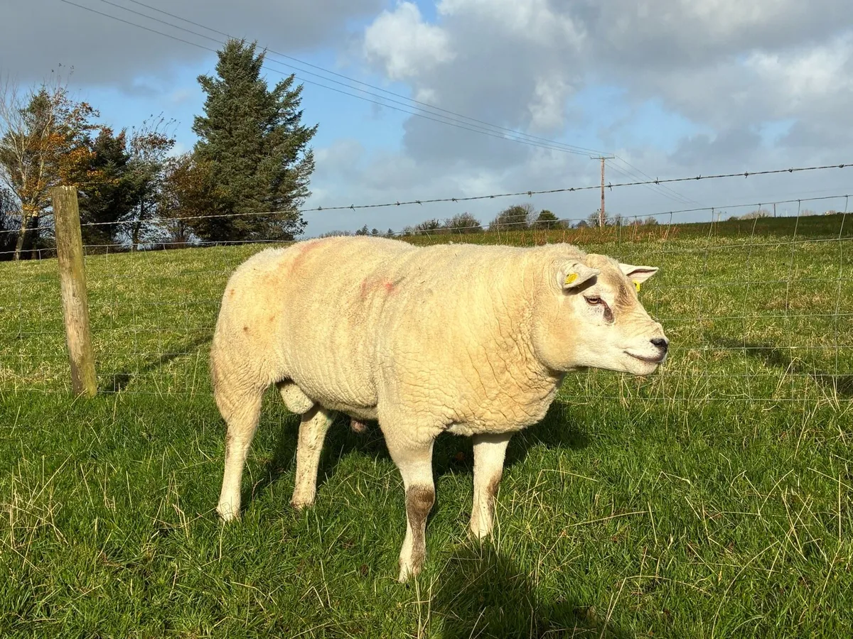 Texel Ram - Image 4
