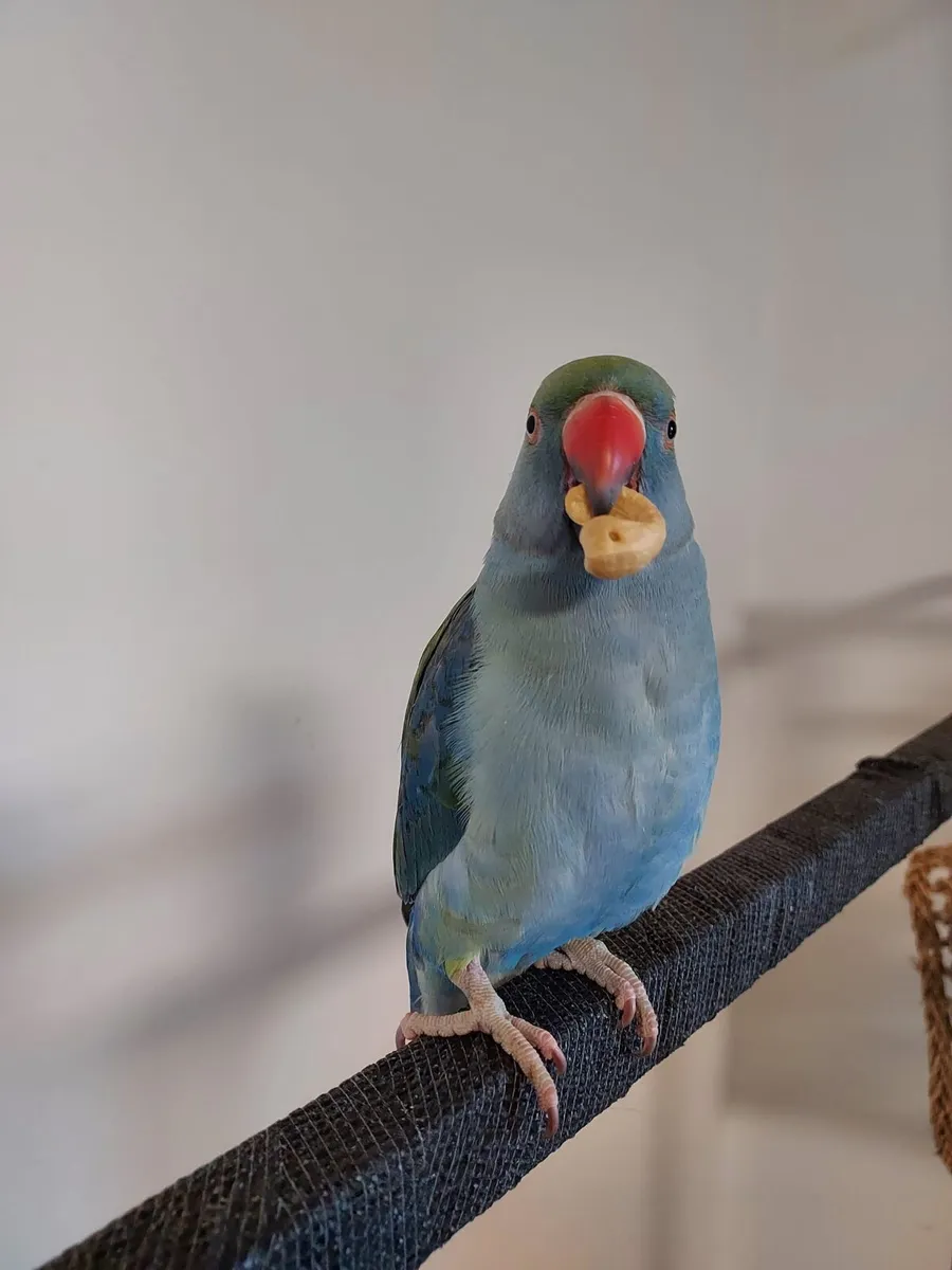 Indian ringneck - Image 1