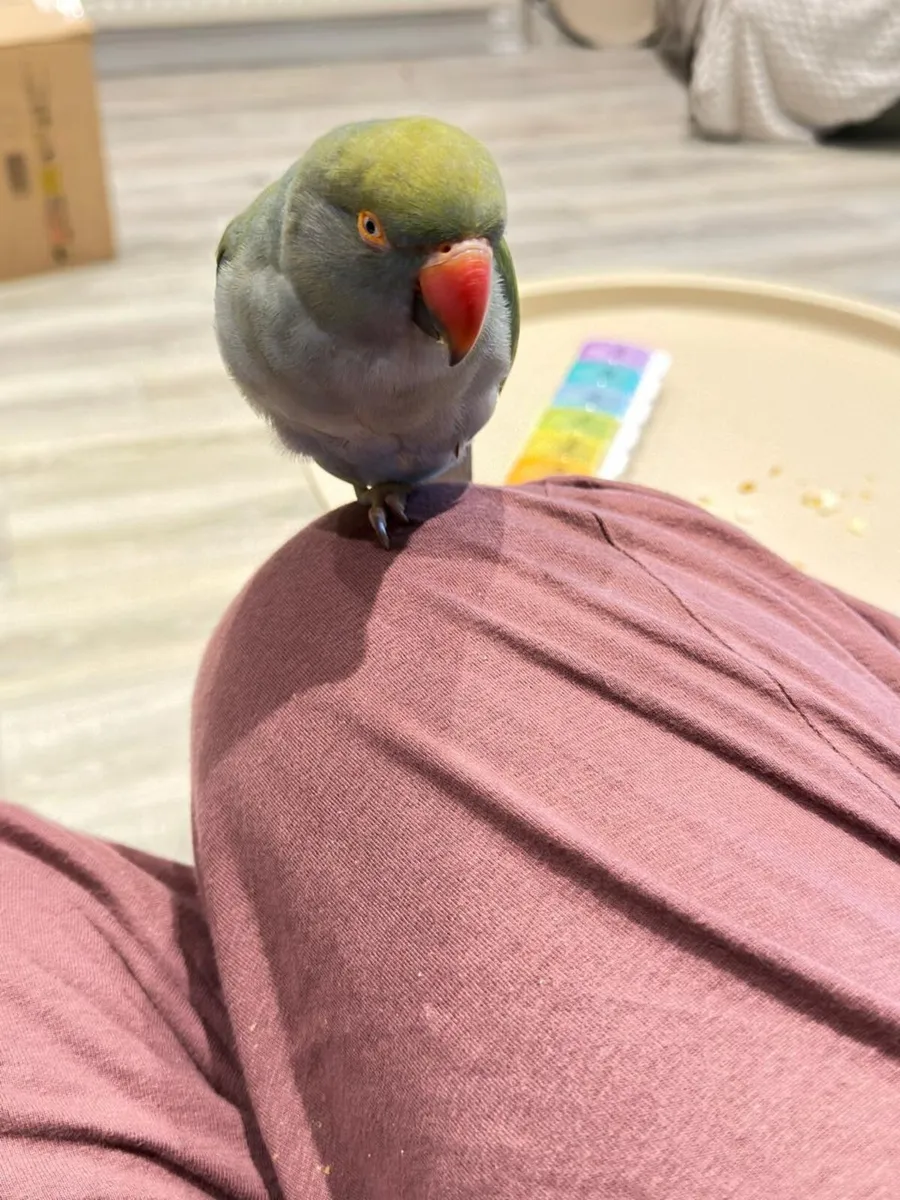 Indian ringneck - Image 2