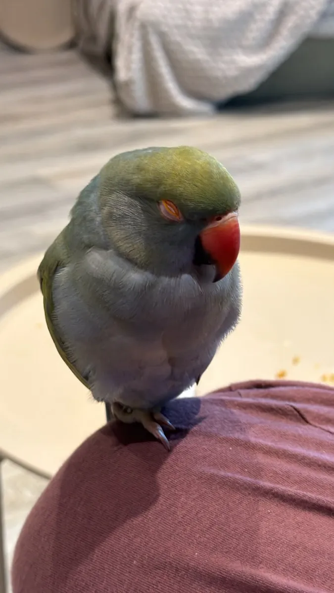 Indian ringneck - Image 3