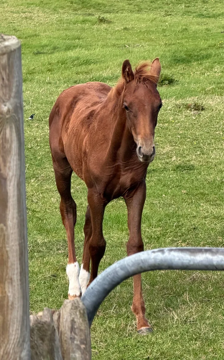 2 Colt foals - Image 4