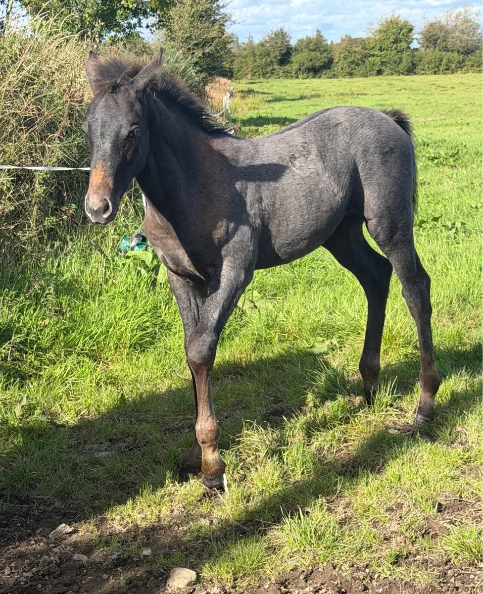 2 Colt foals - Image 1
