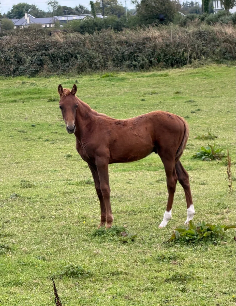 2 Colt foals - Image 2