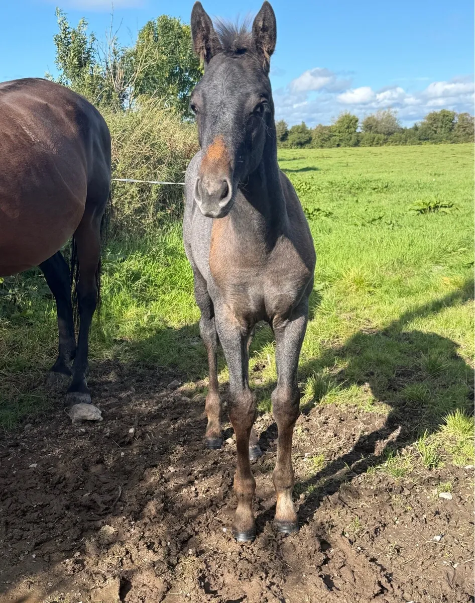 2 Colt foals - Image 3