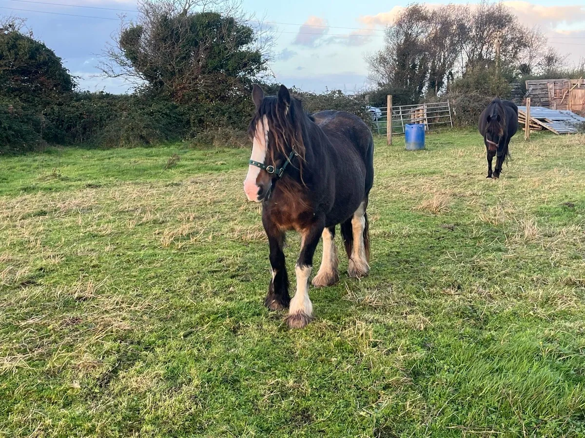 15 hand mare - Image 3