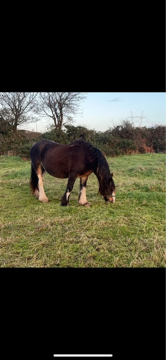 15 hand mare - Image 1
