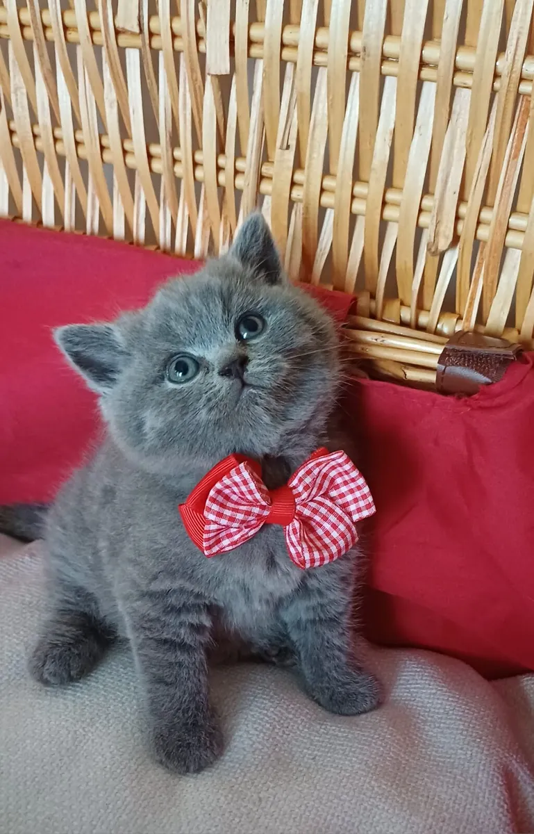 Amazing Purebred British Shorthair kittens - Image 2