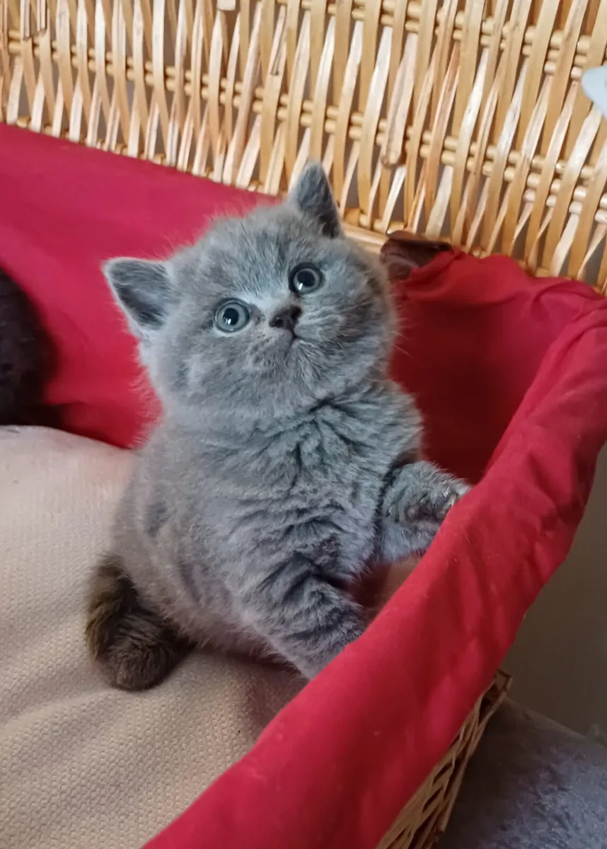 Amazing Purebred British Shorthair kittens - Image 3