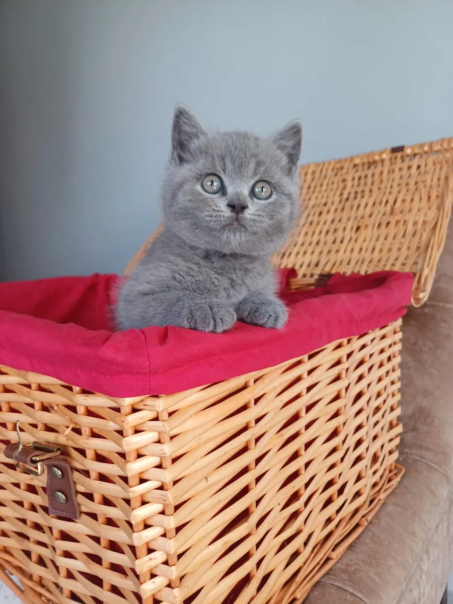 Amazing Purebred British Shorthair kittens - Image 4