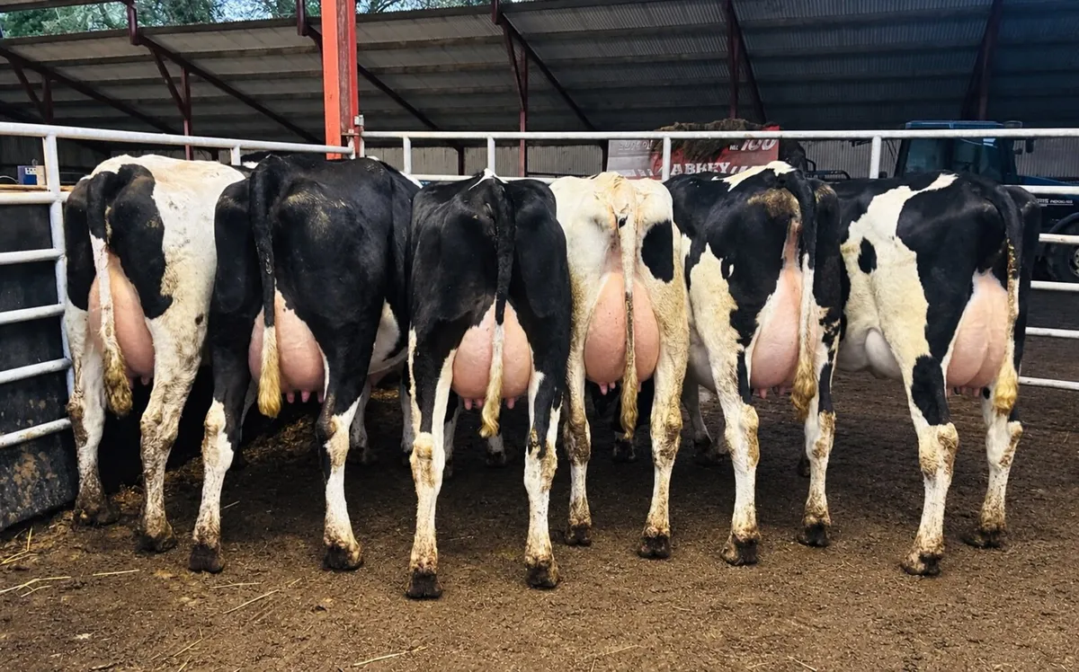 Special Entry Omagh Mart Mon 26th Oct