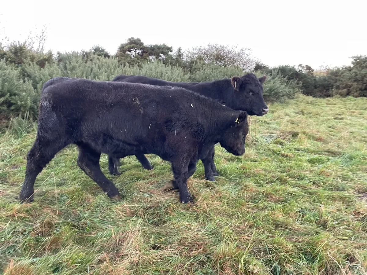 Organic Beef Cattle - Image 1