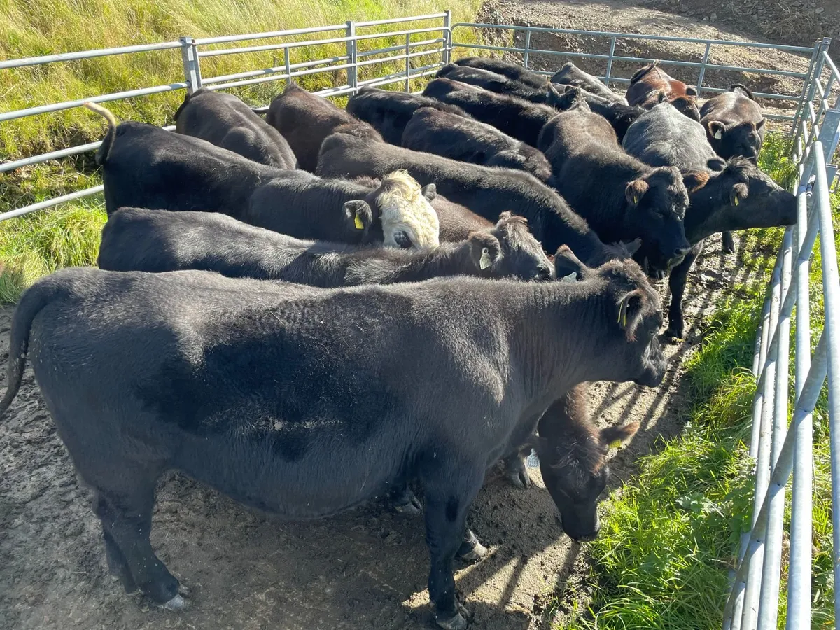 Organic Beef Cattle - Image 3