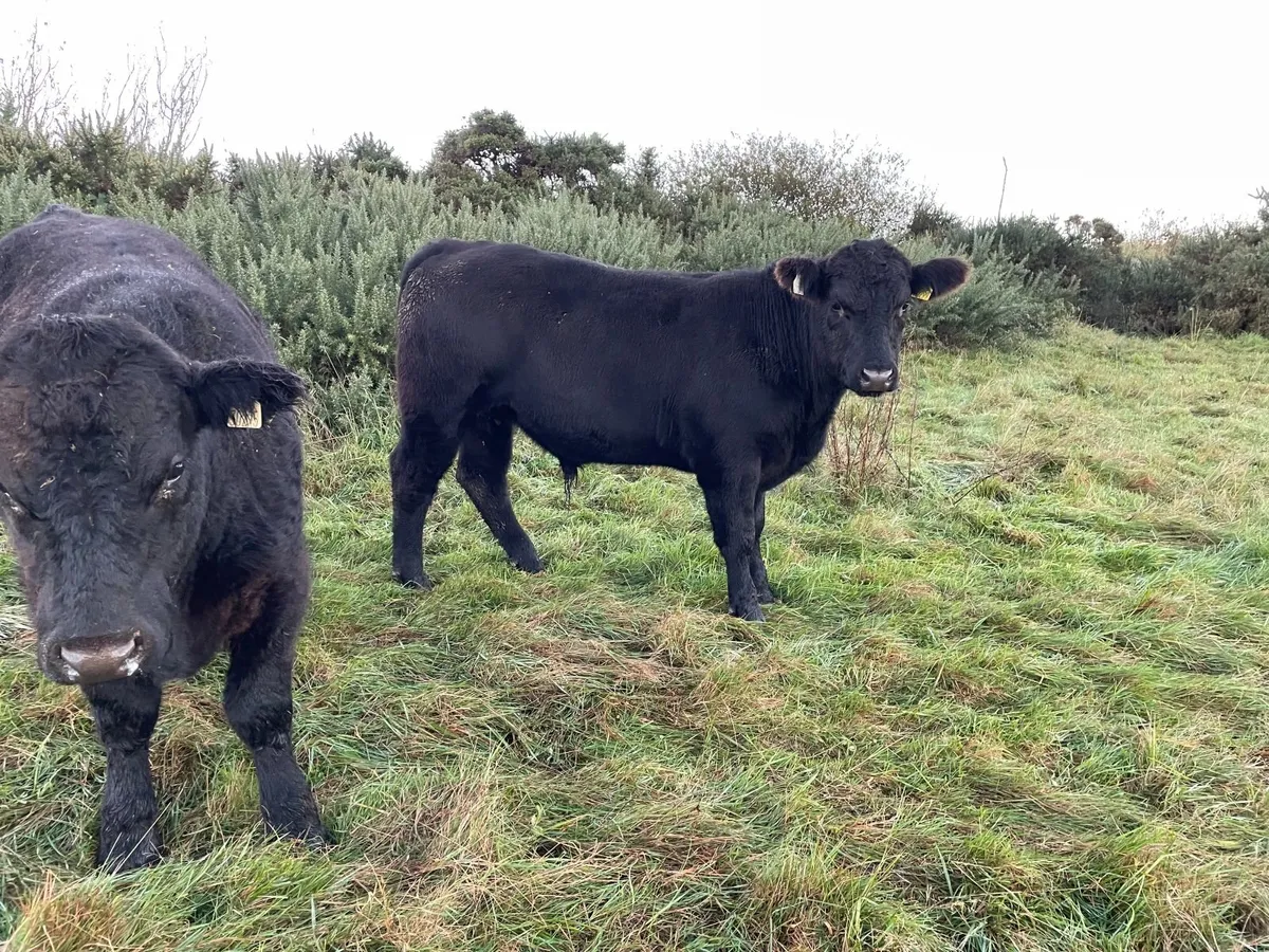 Organic Beef Cattle - Image 4