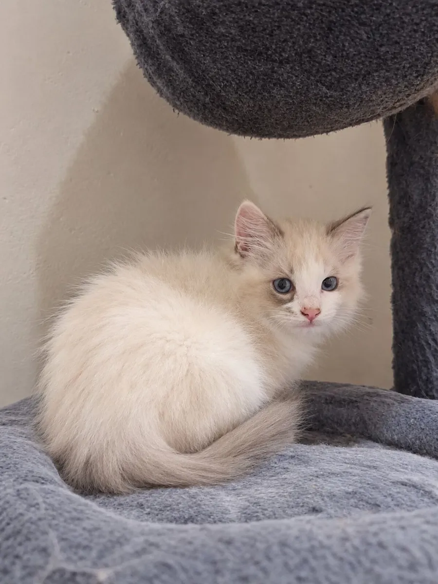 Purebred Ragdoll - Image 1