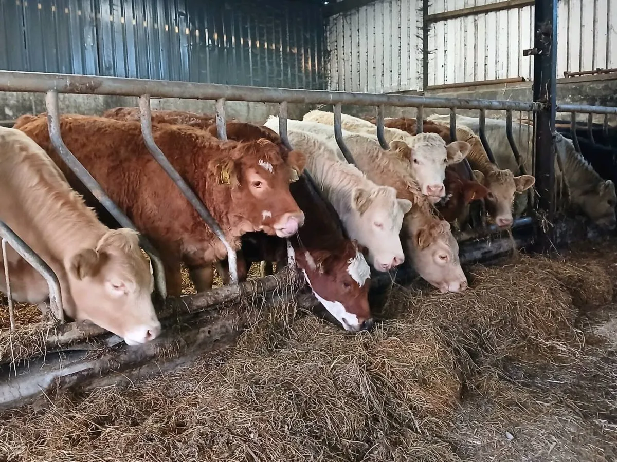 15 Lovely Continental Heifer Weanlings - Image 1
